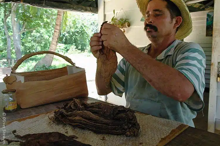 A demonstration of turning tobacco leaves into cigars: a main industry of Viñales.