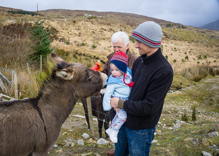 Then we drove up the hill to see the animals in the working farm. The donkey loved the baby!