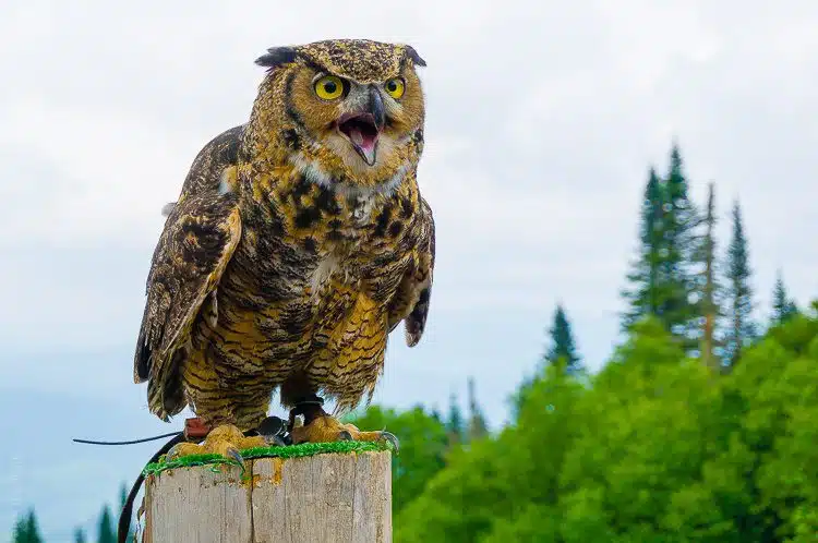 Zowie! An owl up close in Mont Tremblant, Quebec!