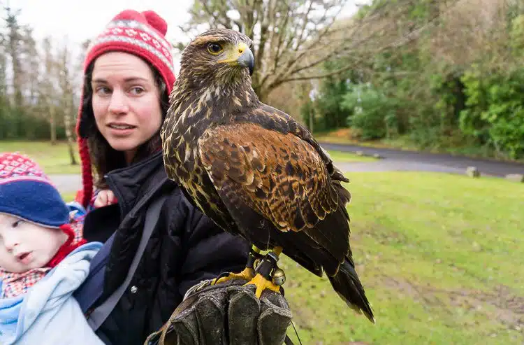 Giant bird of prey on my hand!