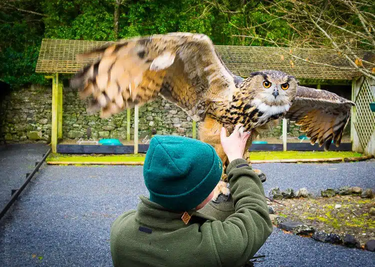 Look at that owl's wingspan!