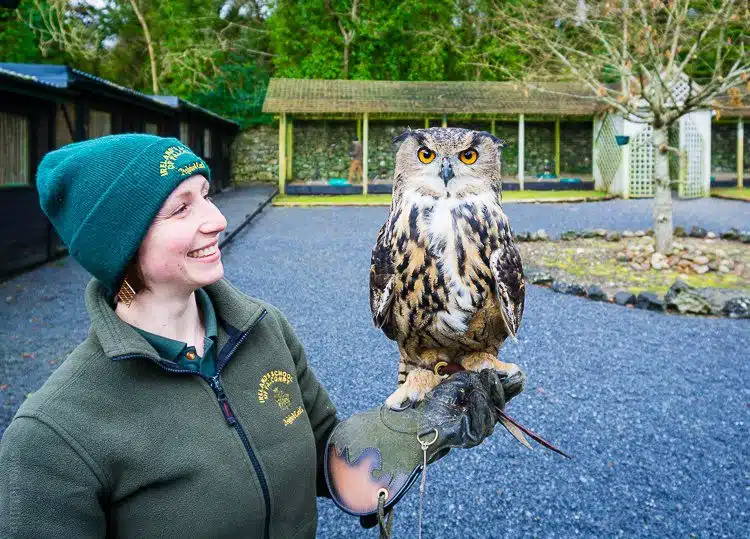 Our fearless falconry guide with a gorgeous owl.