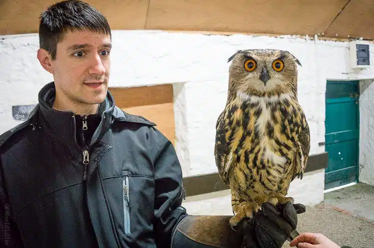 Colin was obsessed with the owl, and rightly so.