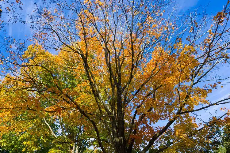 Ahh, autumn in New England!