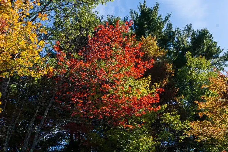 A burst of autumnal red.