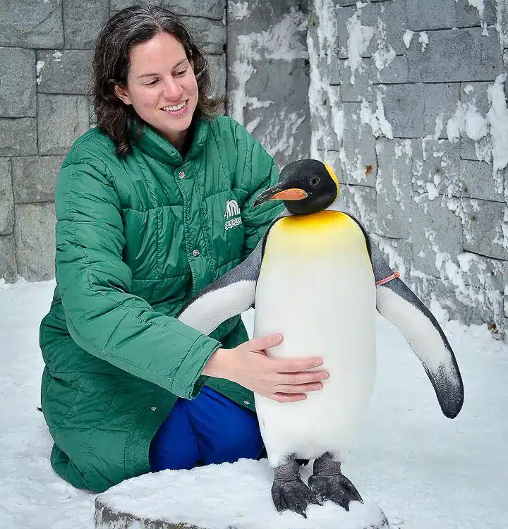 I have fallen in love with penguin cuddles.