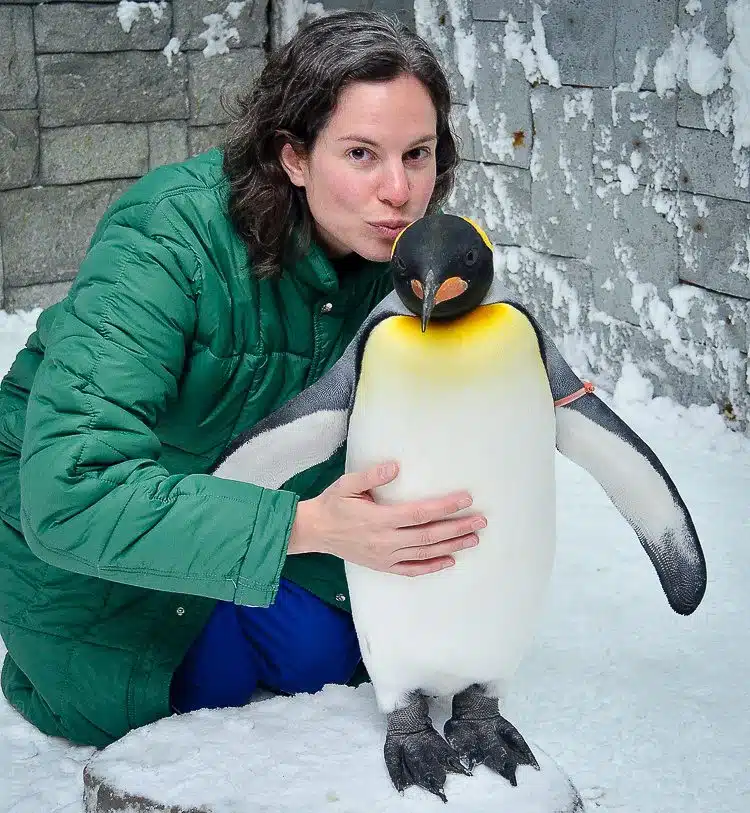 Is it safe for a pregnant lady to kiss a penguin?