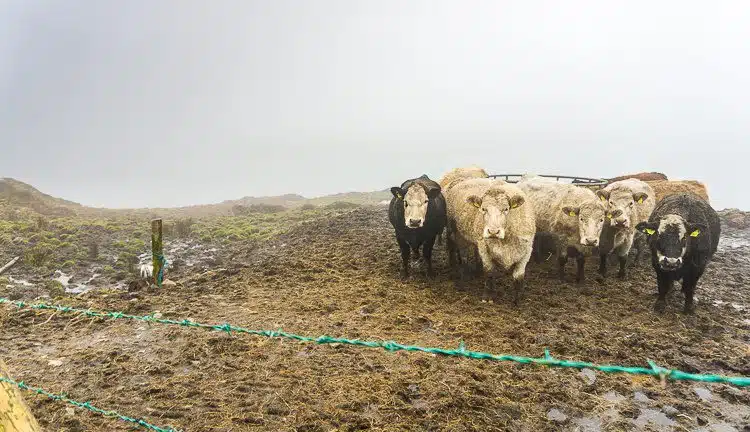 We spotted these cows on Ireland's Sky Road in Connemara. Don't hire cows as babysitters.