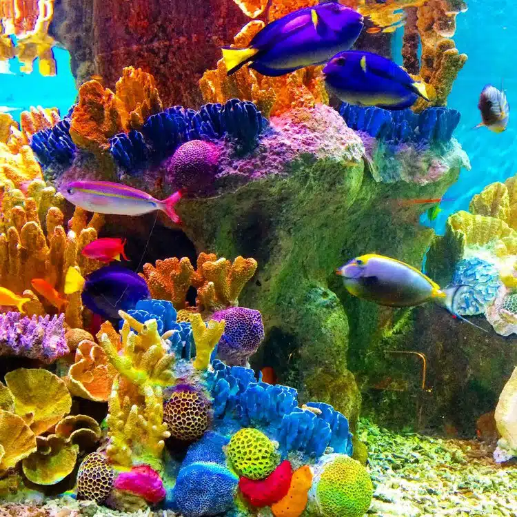 Colorful fish at the New England Aquarium. 