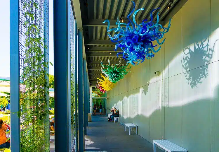 Classic Chihuly chandeliers in the outdoor walkway. 