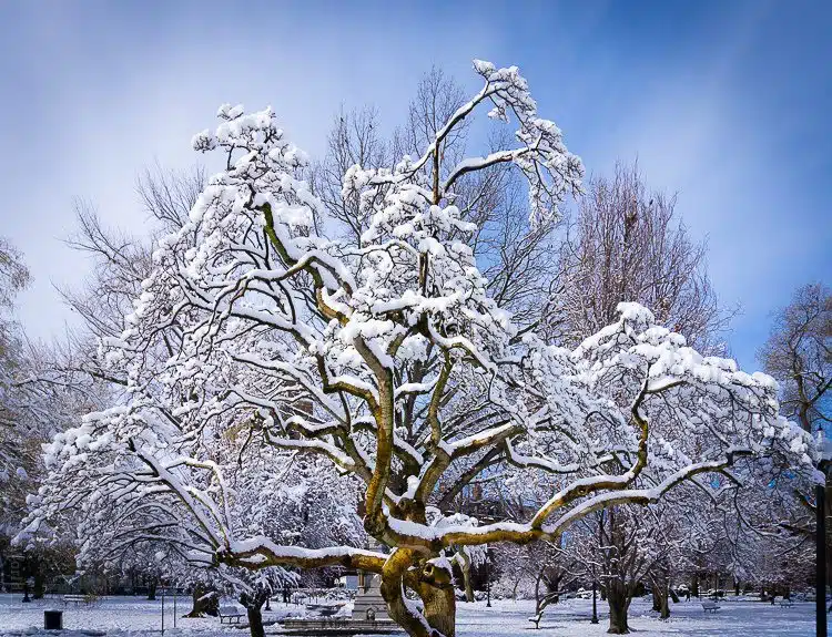 Snowy, happy trees in the Boston Public Garden. 