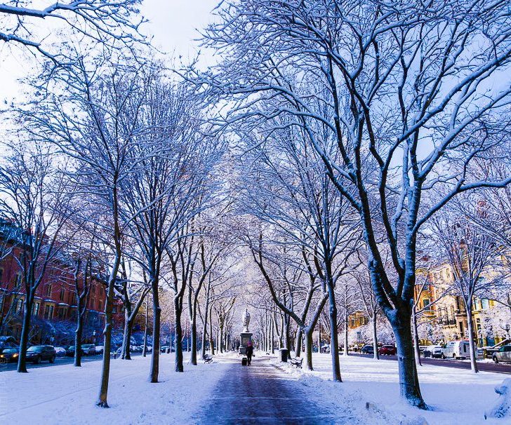 A great place to see winter in Boston is Commonwealth Avenue!