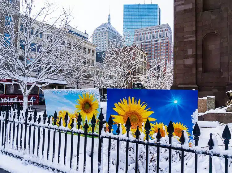 Public art of sunflowers near Copley Square contrasts with the snow.