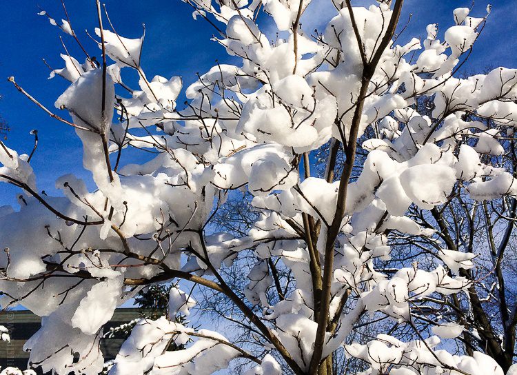 Doesn't the snow on the tree look like yummy meringues or spring flowers? 
