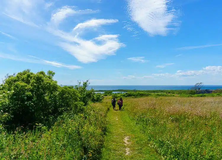 The embrace of nature at Block Island's Hodge Preserve.