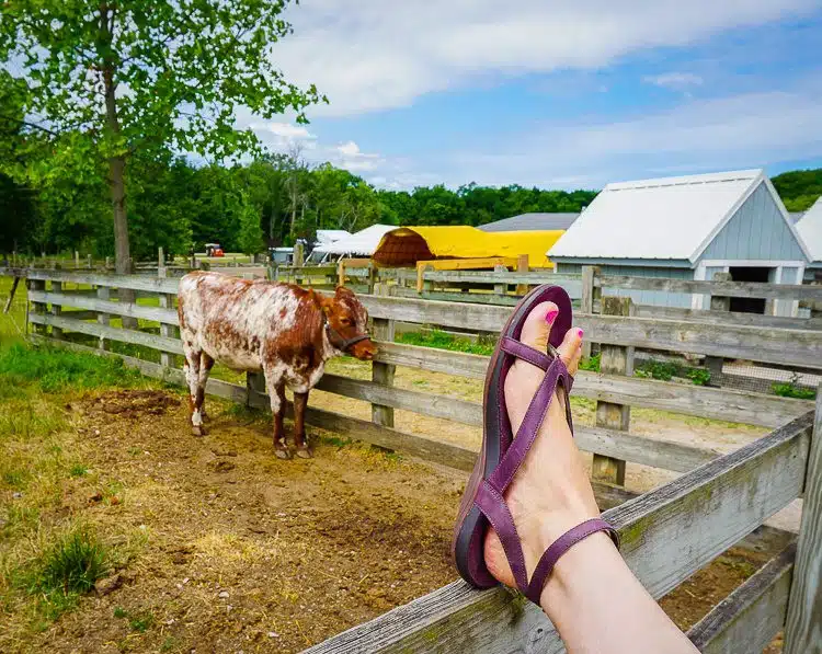 Side view of Sophia sandals in front, cow in back.