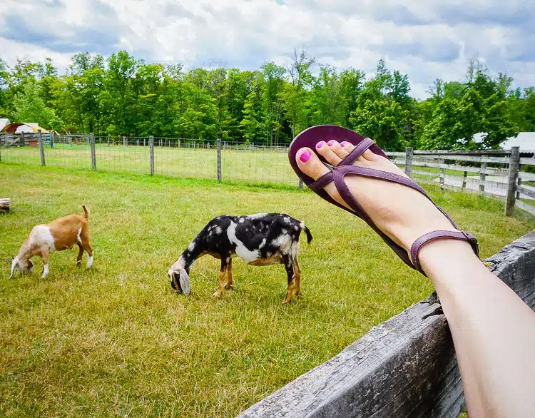 Sofia leather Chaco sandals in front of goats.
