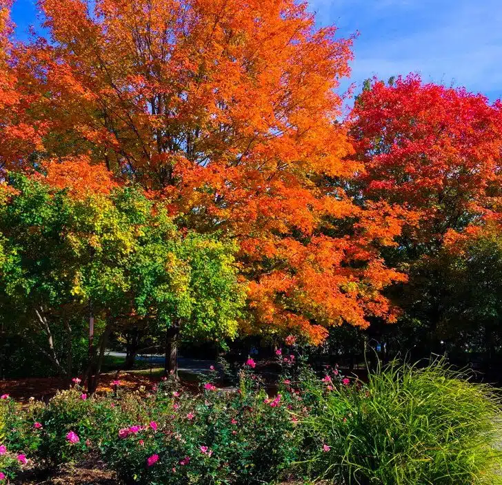 Blazing autumn leaves at the zoo entrance.
