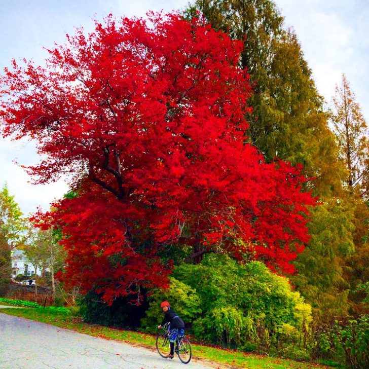 Boom: Bright red tree.