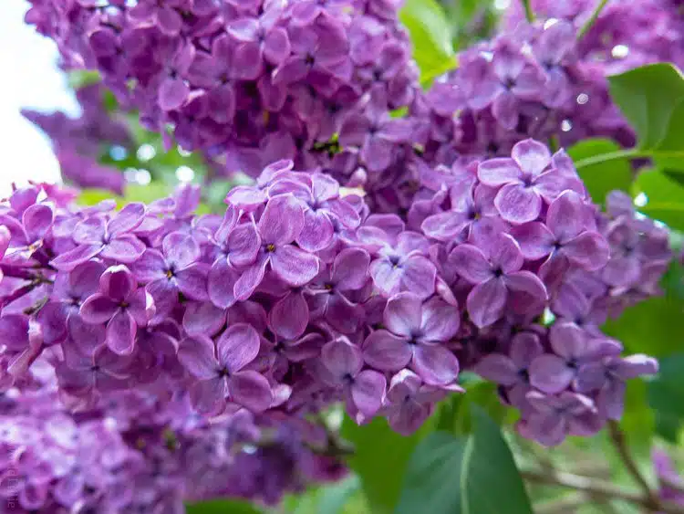 Lilacs, photographed with my G9X.