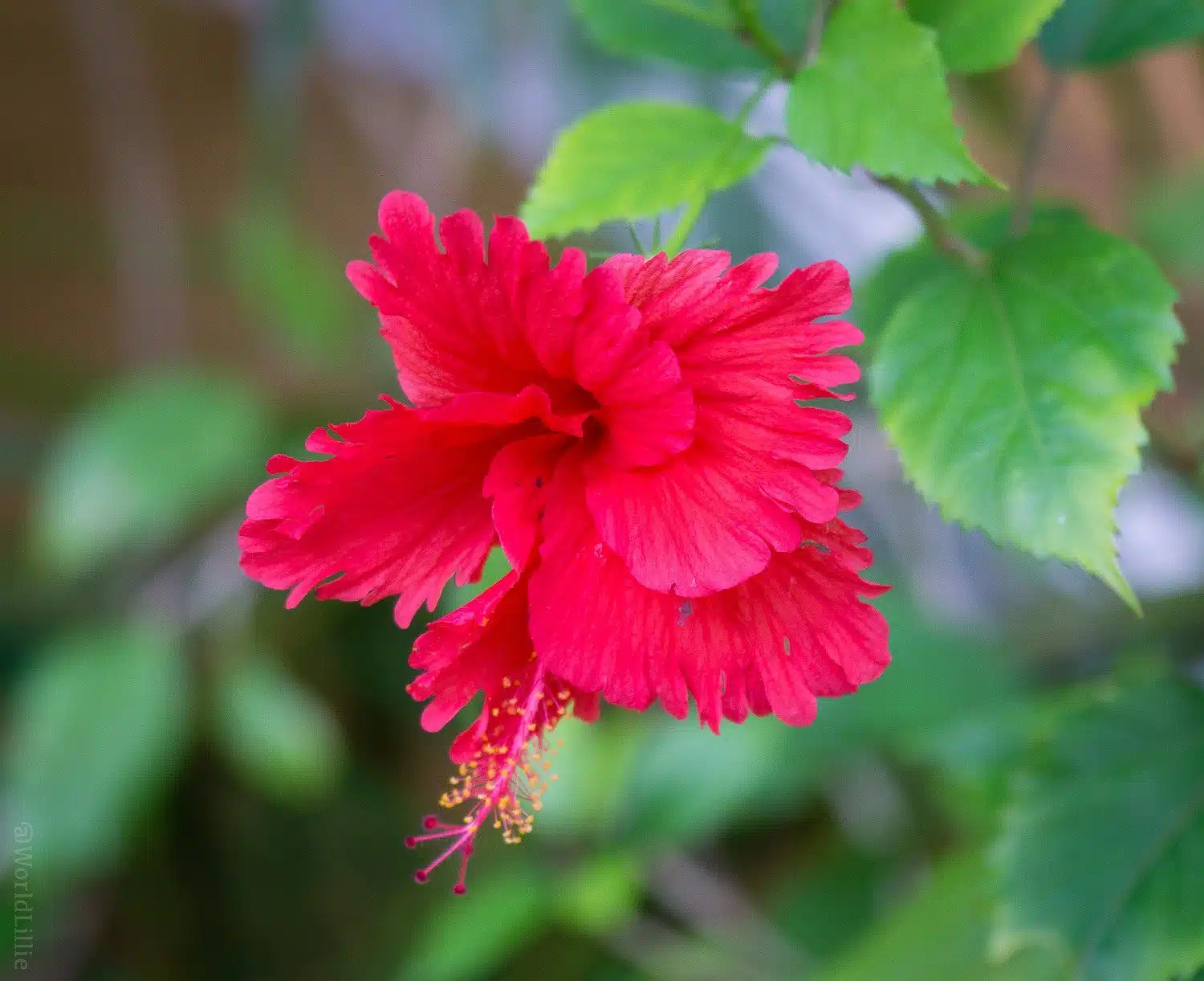 A solo flower, happy and frilly in red.
