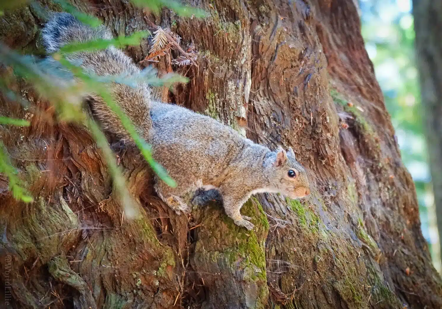 The squirrel eyed us from his perch high on the trunk.