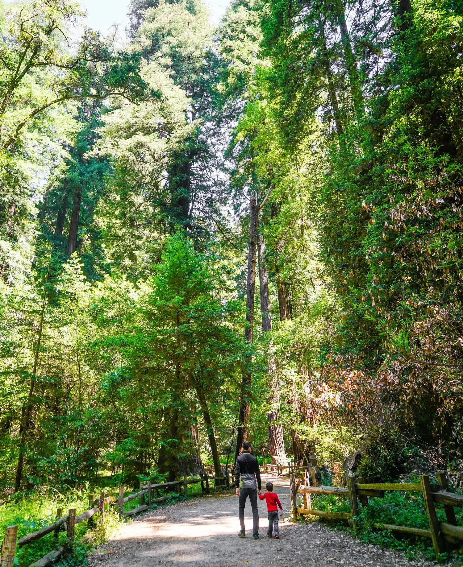A California Redwoods Hike Near Santa Cruz, Ideal for Kids: The Redwood Grove Loop Trail in Henry Cowell State Park is the best day trip for CA family travel!