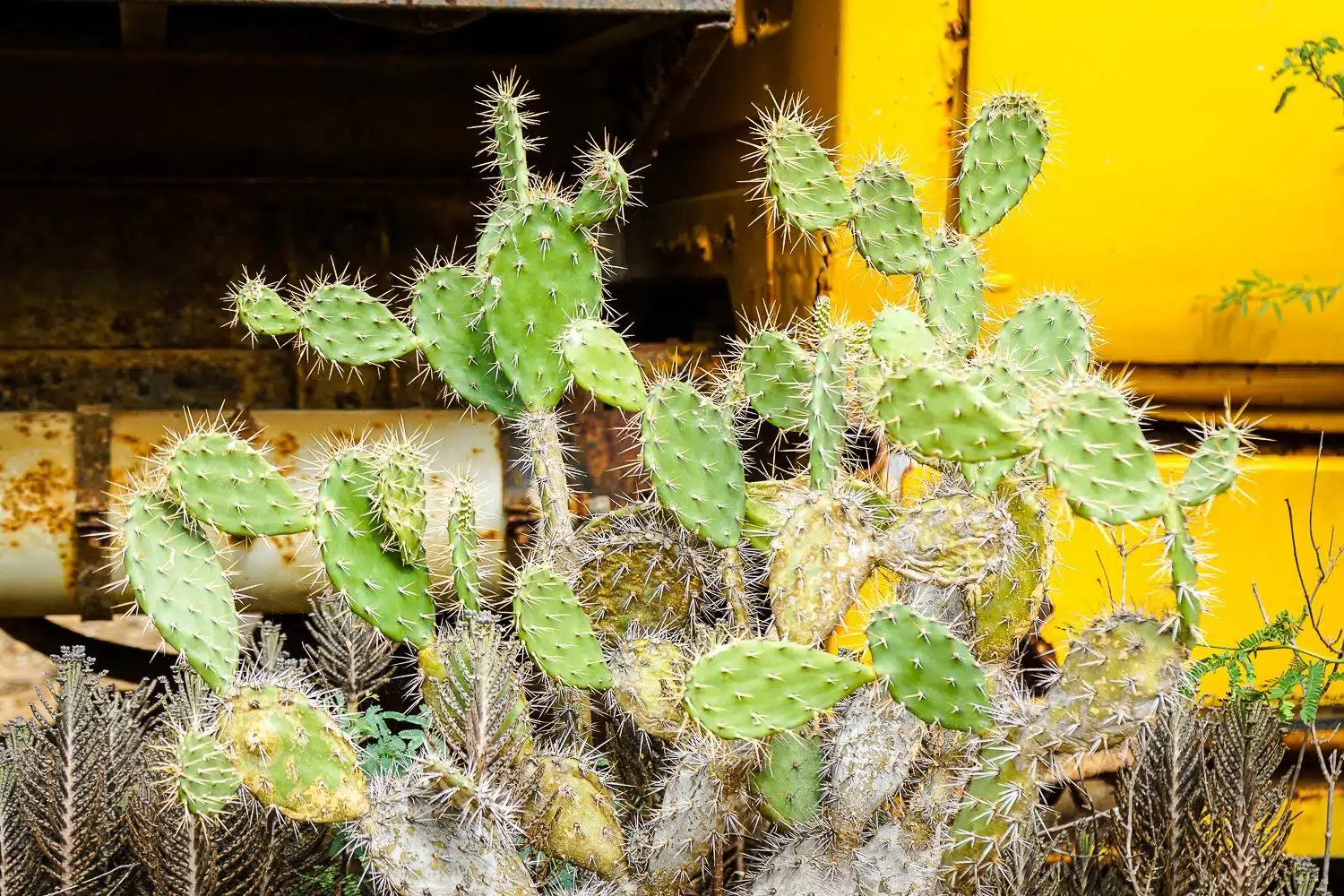 Cacti close up -- fuzzy yet spiky.