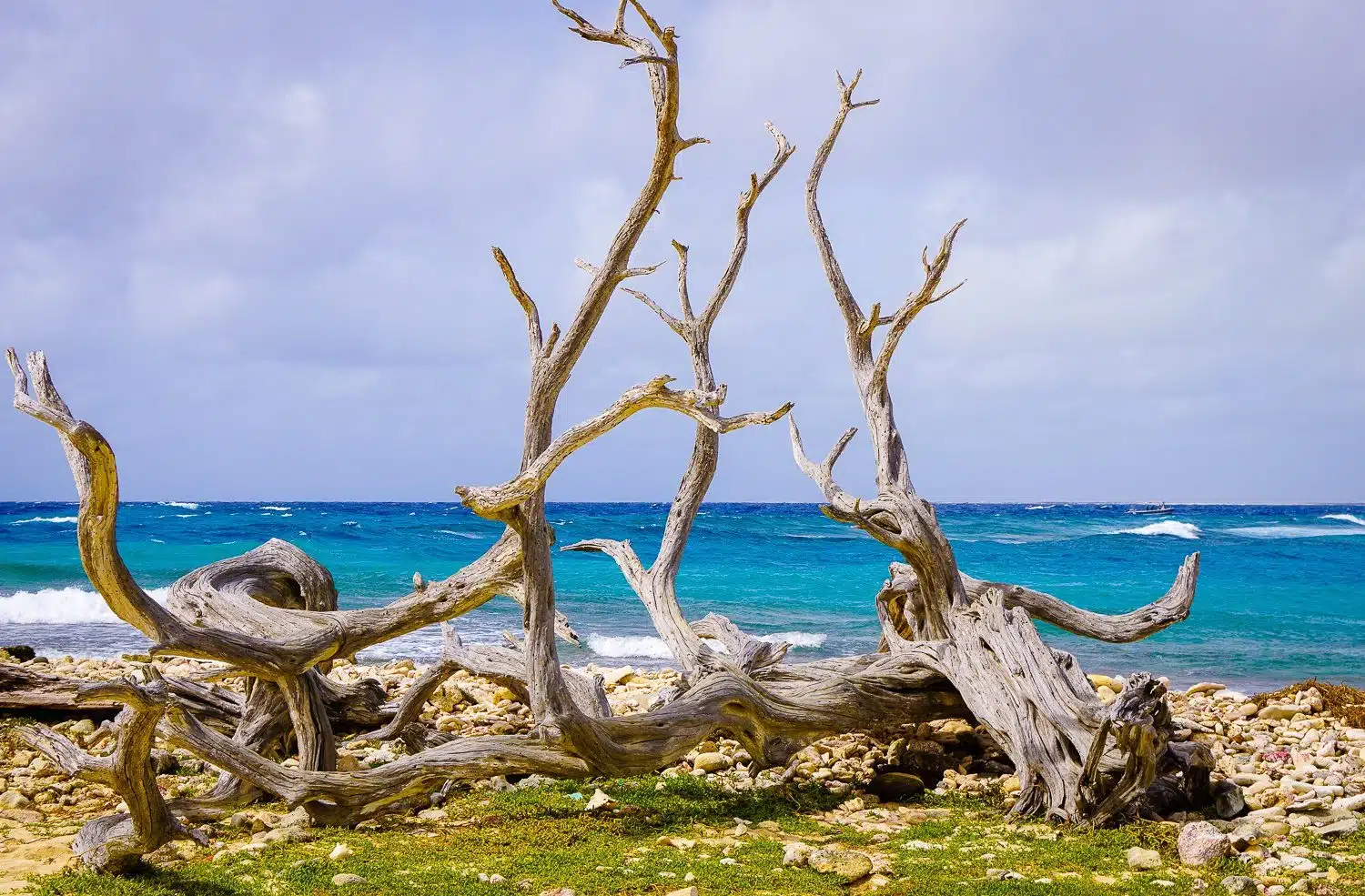 Twisted branches in front of bright teal ocean.