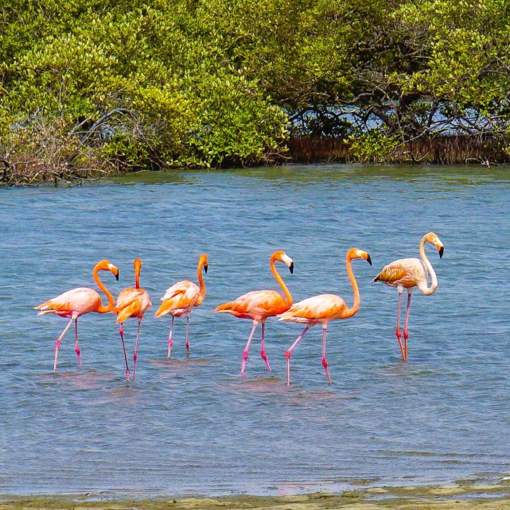 Flamingo conga line!