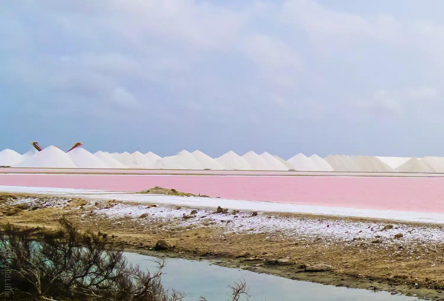 Bonaire’s famous pink salt flats.