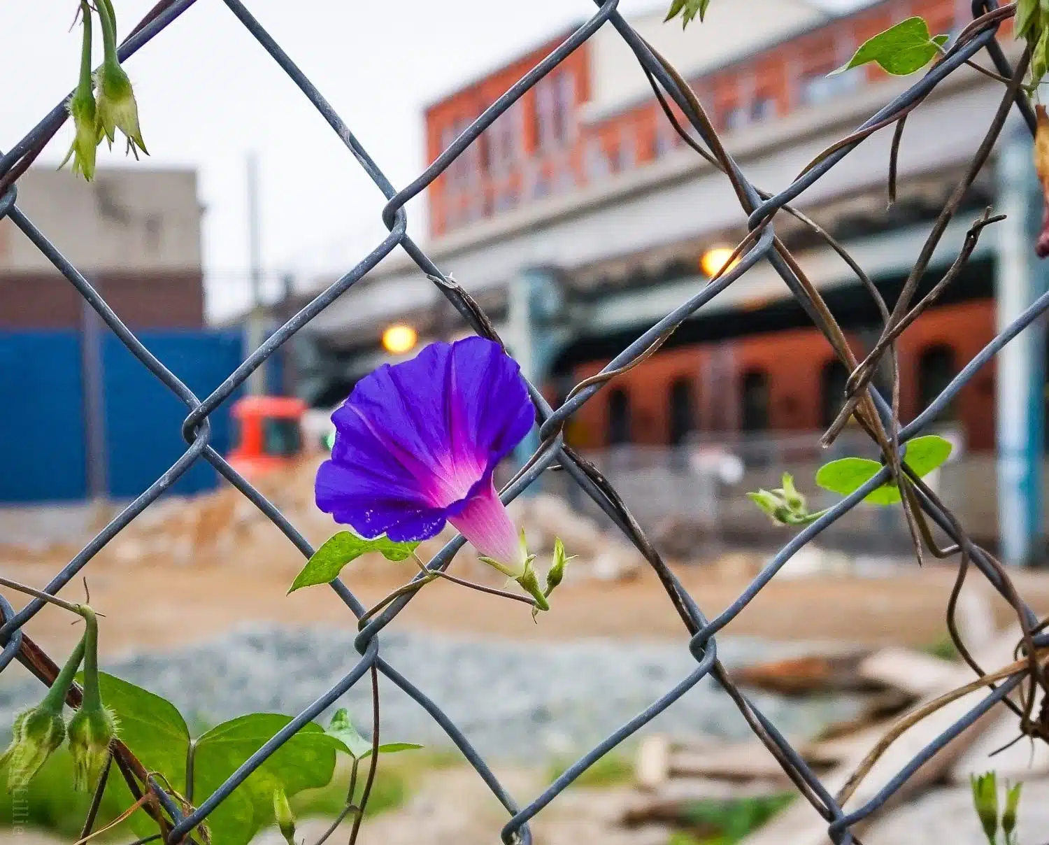 Morning Glory flowers popped up all over town.
