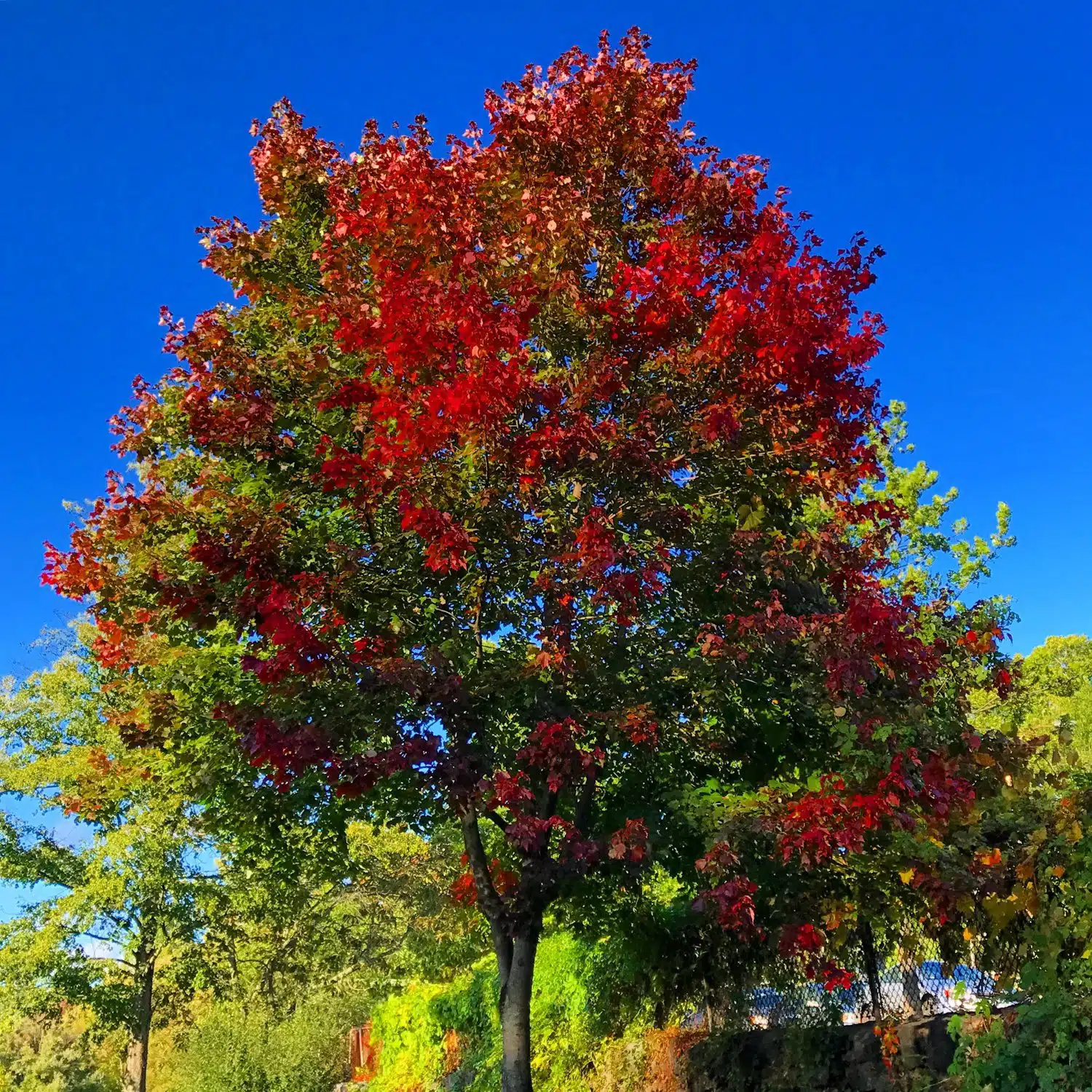Bright crimson tree tips for fall.