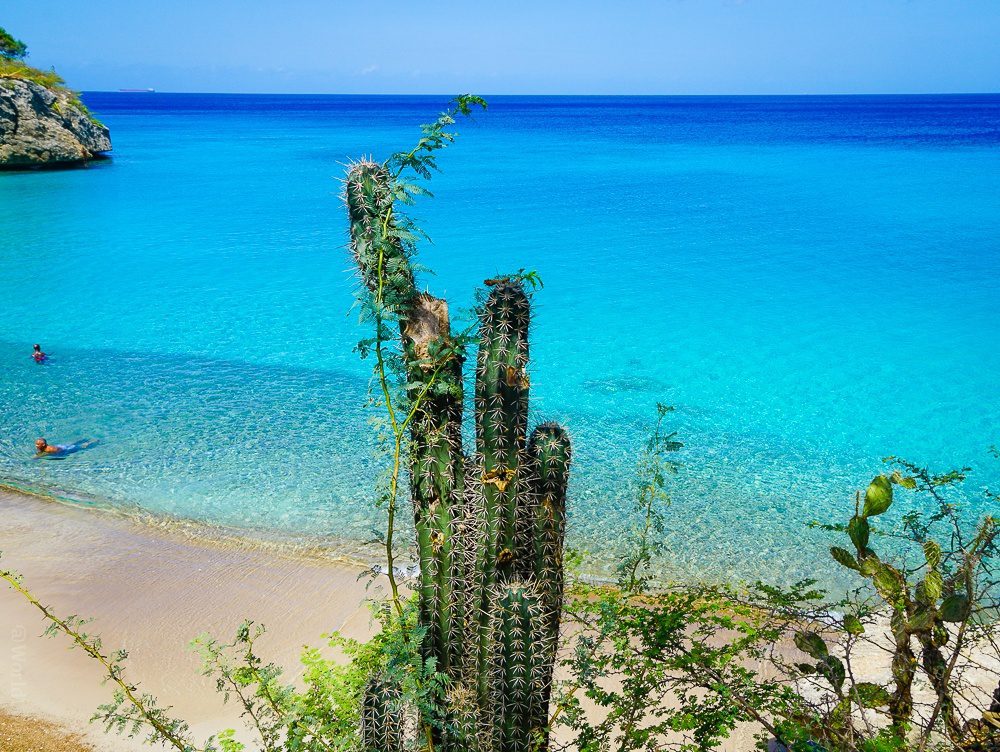 Cacti at a beach, Playa Jeremi Curacao island