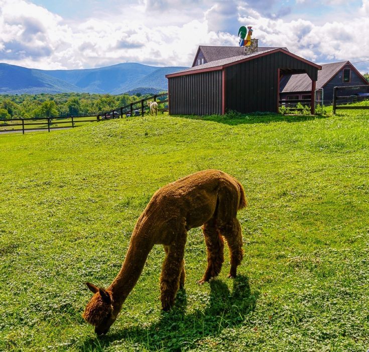 Alpaca Farm Fun in Western Massachusetts! – Around the World "L"