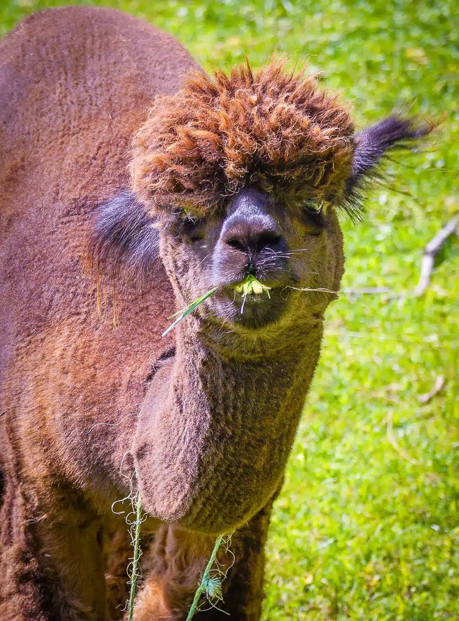 Planning travel in Western Massachusetts, near the Berkshire Mountains and Williamstown, MA? You must visit Sweet Brook Farm for its fluffy alpacas, llamas, and delicious local maple syrup! Perfect for kids and family travel fun.