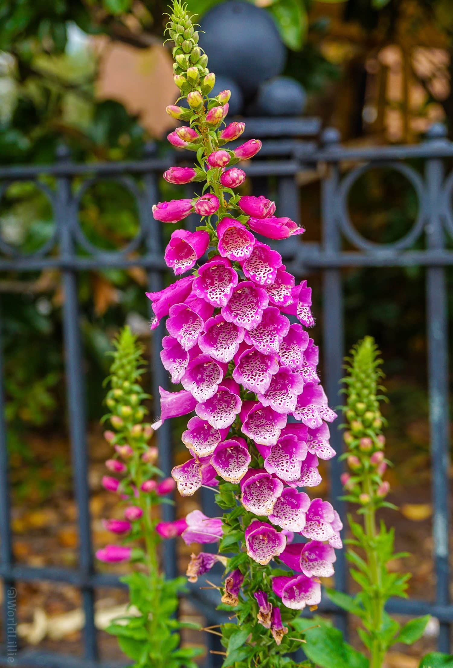 Charleston, SC was voted one of the best cities in the U.S. and in the world to travel to, as you can see from these beautiful photos of my South Carolina visit, full of flowers and great architecture! #Travel #CharlestonSC #Flowers #Architecture Bright bell-shaped flowers rang with happiness. 