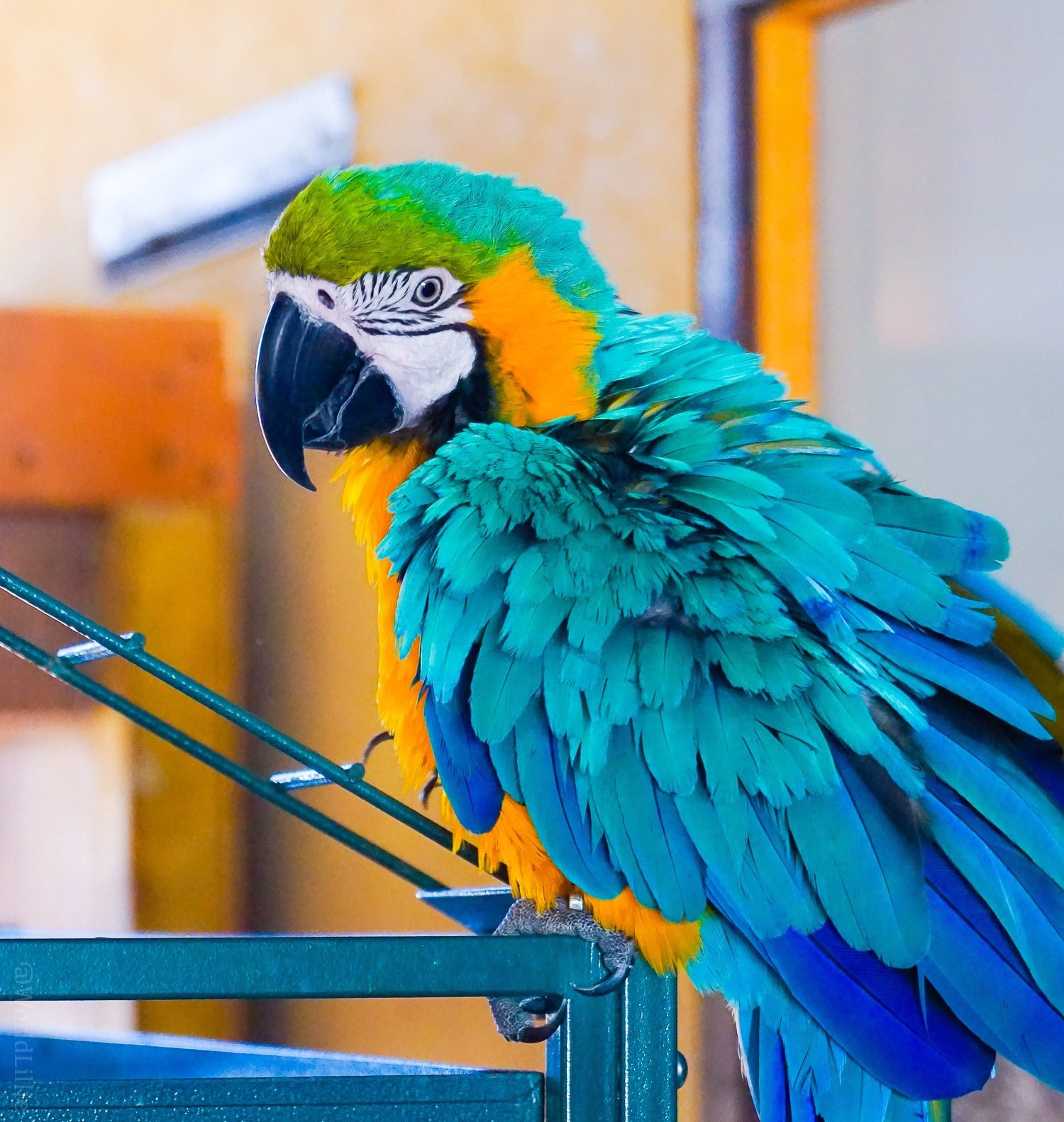 A beautiful teal parrot at the Ostrich Farm, east of Willemstad.