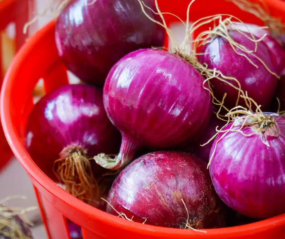 Perfect red onions with spiky frizz hair.