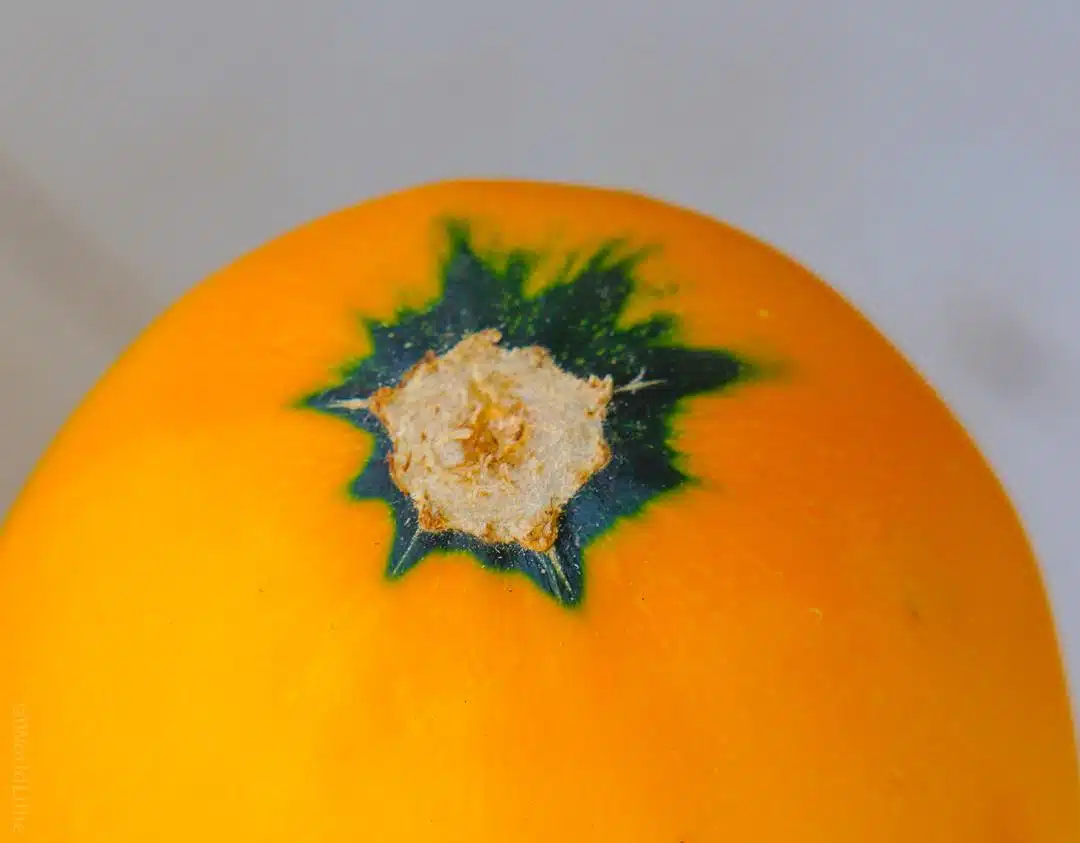 Ever looked closely at the bellybutton of a yellow squash? It's glorious! 