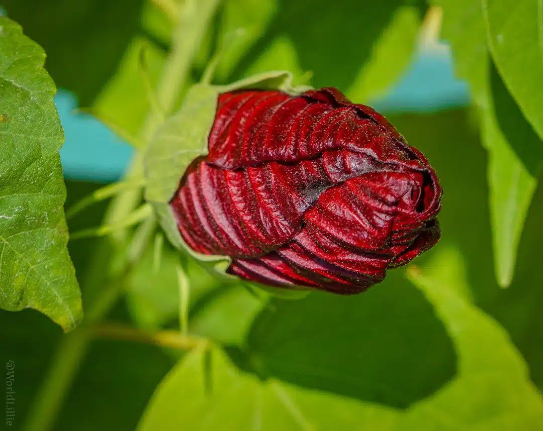 The bud of a blood red flower, ready to bloom.