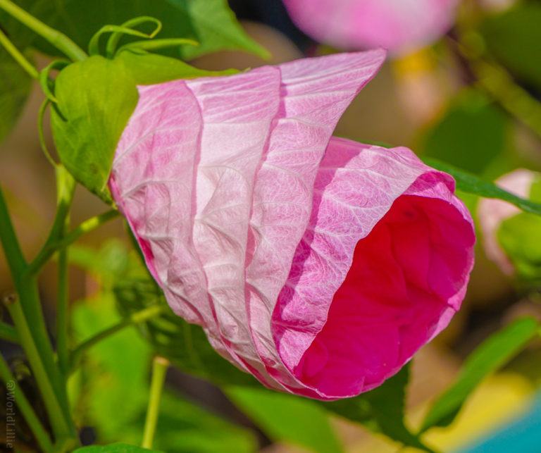 The market has flowers, too, including this spiral pink number.