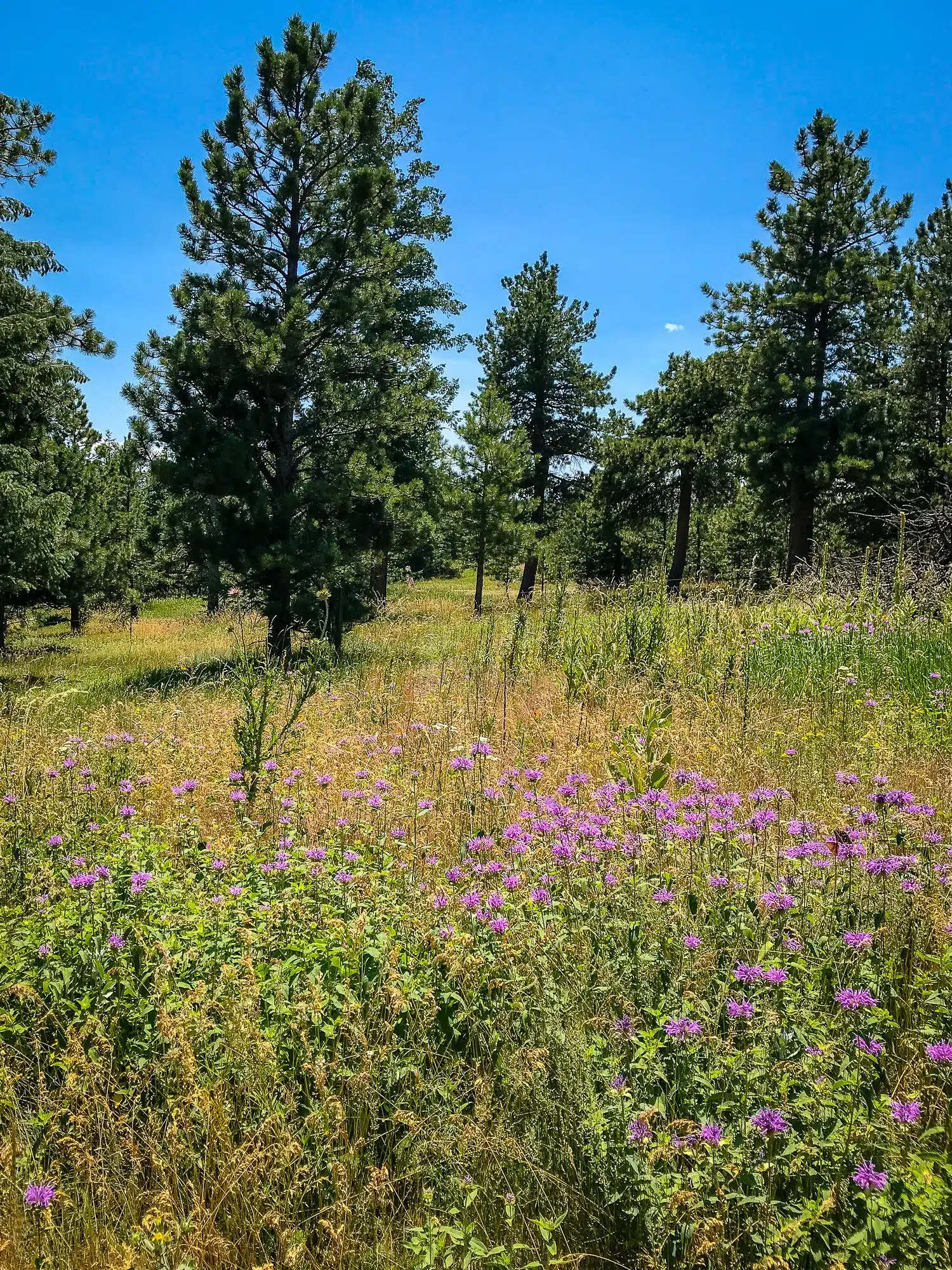 Purple wildflowers on Green Mountain West Ridge Trail, Boulder, Colorado