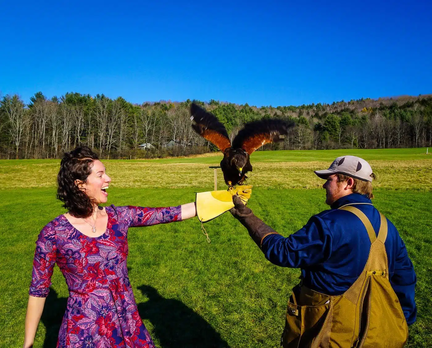 New England Falconry with the Woodstock Inn in Vermont