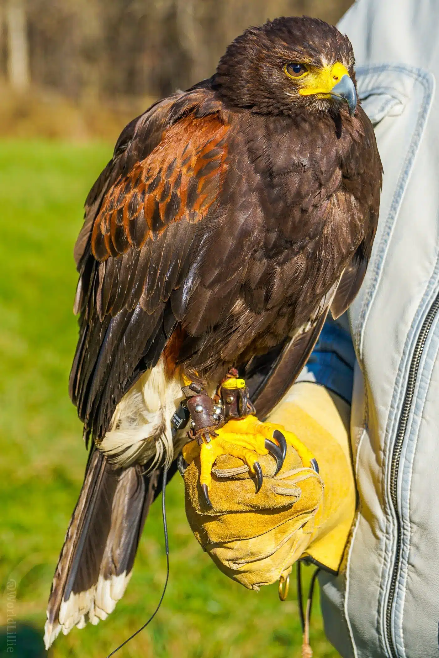 A Harris's Hawk! For a romantic New England getaway, or family travel fun, Woodstock, VT is a charming small town: Covered bridges, Billings Farm, Vermont skiing, and falconry!