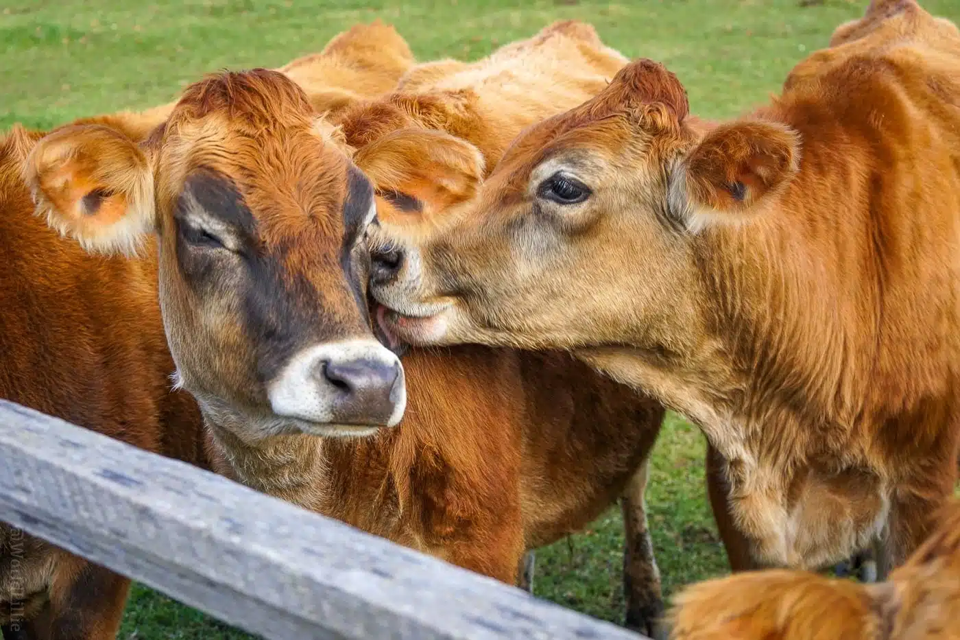 Kissing cows at Billings Farm, Woodstock, Vermont.