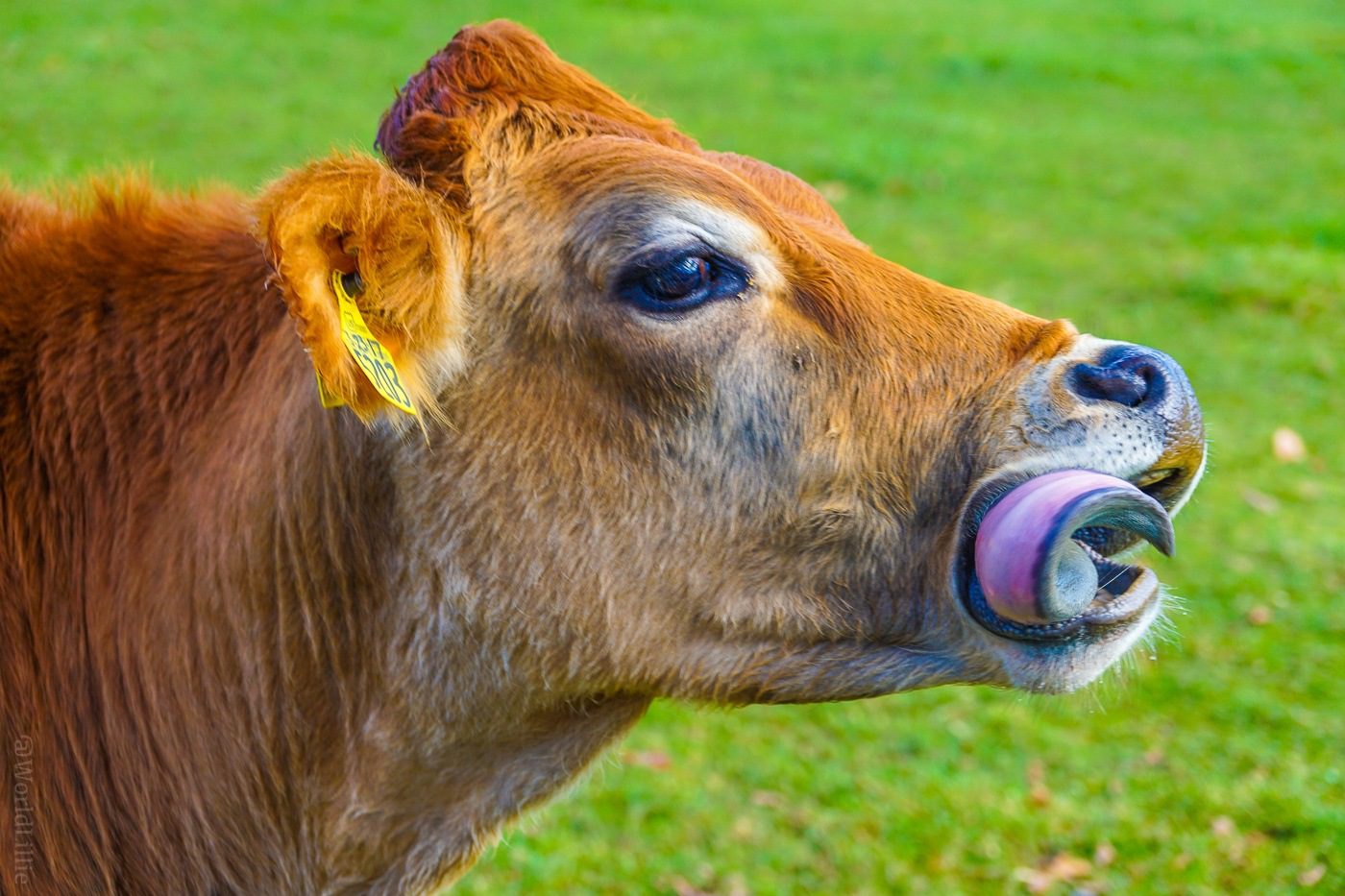 Look at that curly cow tongue at Billings Farm, VT.