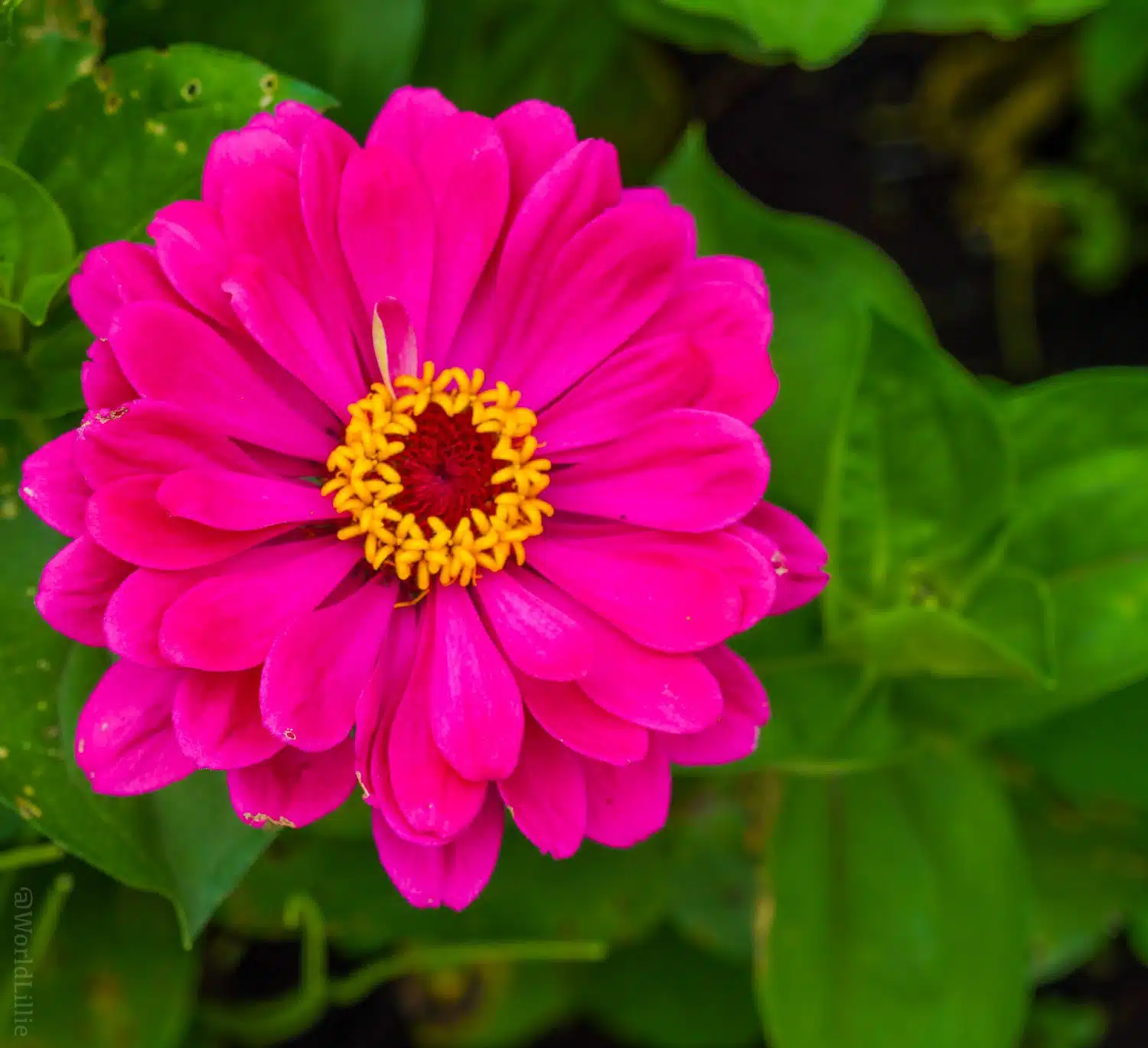 Bright pink flower