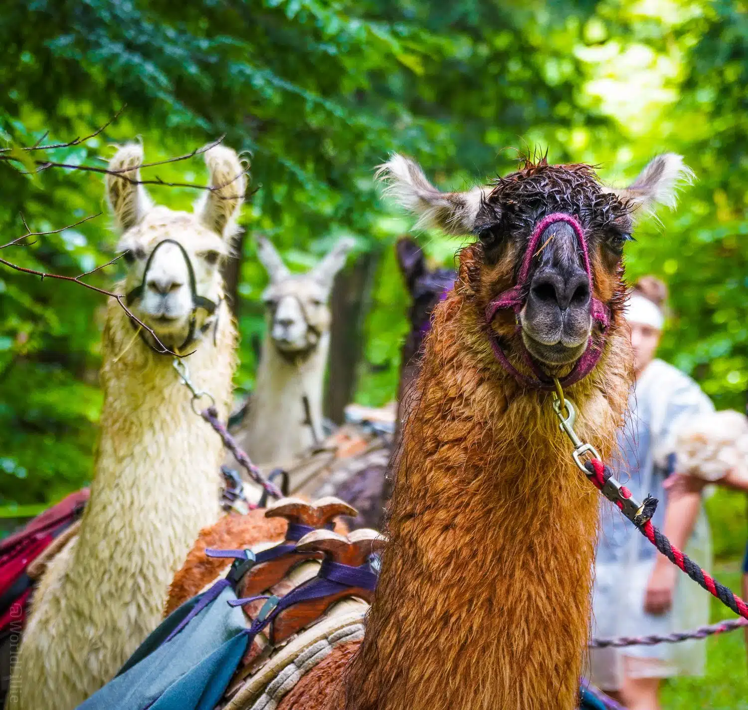 Do you want to come llama trekking with us?