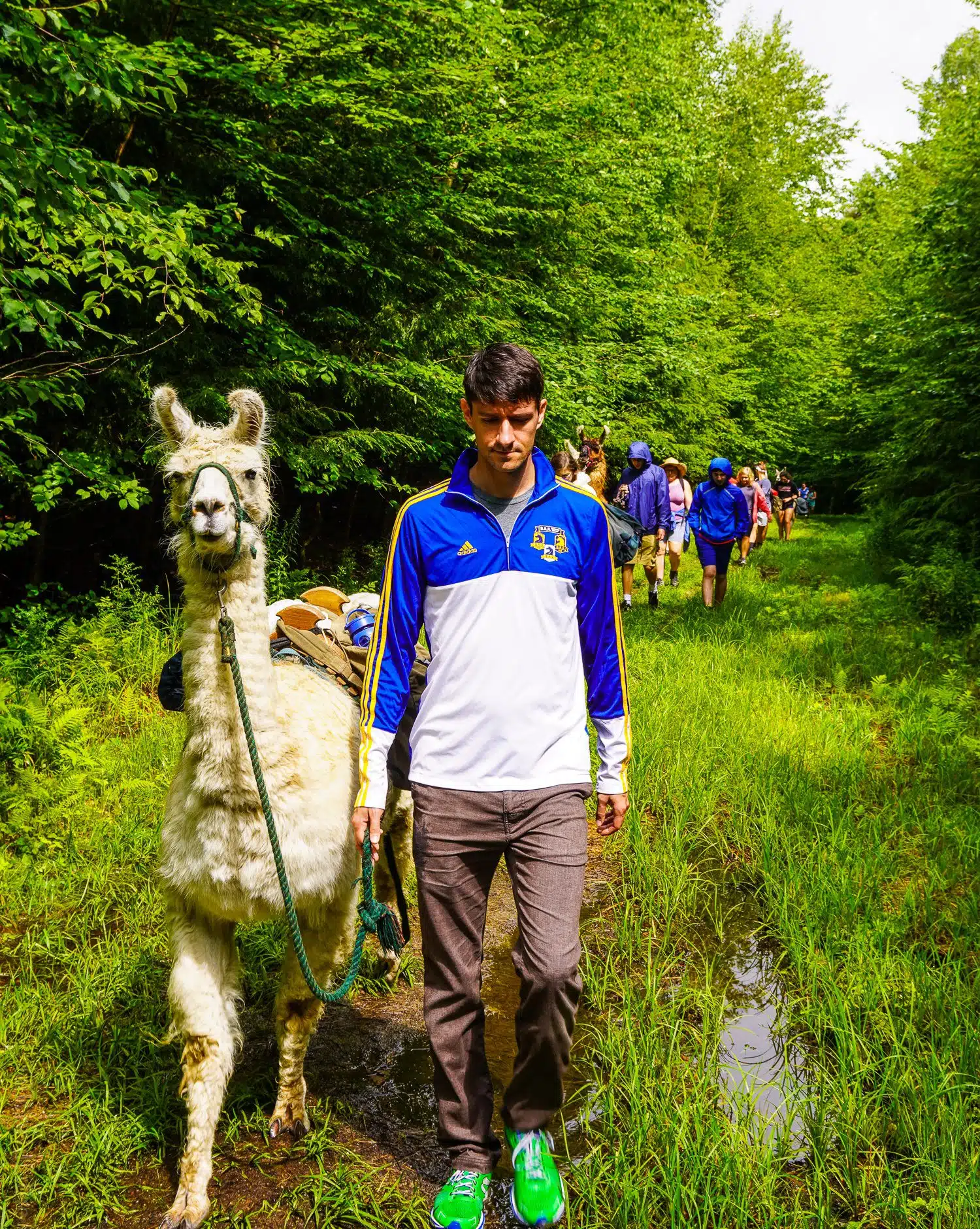 The llama trek begins in Vermont. Nervous?